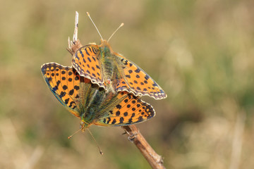 Paarung der Schmetterlinge im Frühjahr