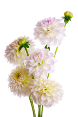 Bouquet of dahlias