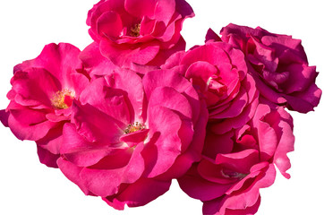 Obraz premium Inflorescences of pink roses on a white background, close up