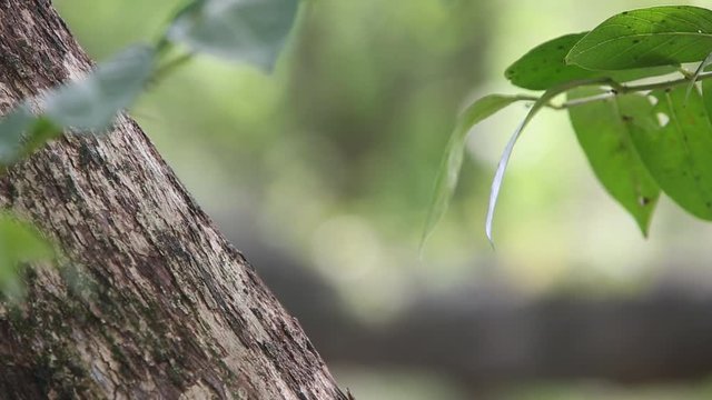 Swinhoe's Japalura in tree, Japalura swinhonis, is a lizard species endemic to Taiwan, garden at the Taiwan Daan Forest Park in Taipei-Dan