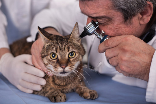 veterinarian examine cat ears in pet clinic,early detection and