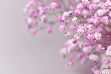 Pink baby's breath with space and pink background.