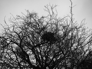 hip rose bush in a cold winter