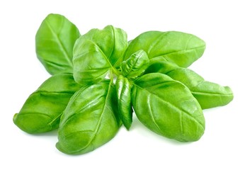 Basil leaves isolated