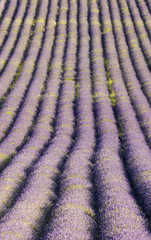 Fototapeta na wymiar violet carpet from lavender in France
