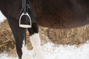 Saddle with stirrups on a back of a horse