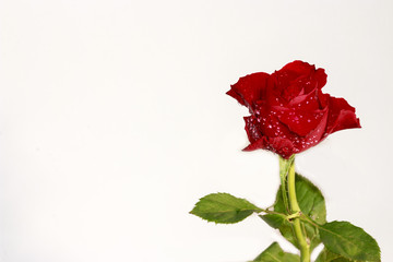 Red rose with water