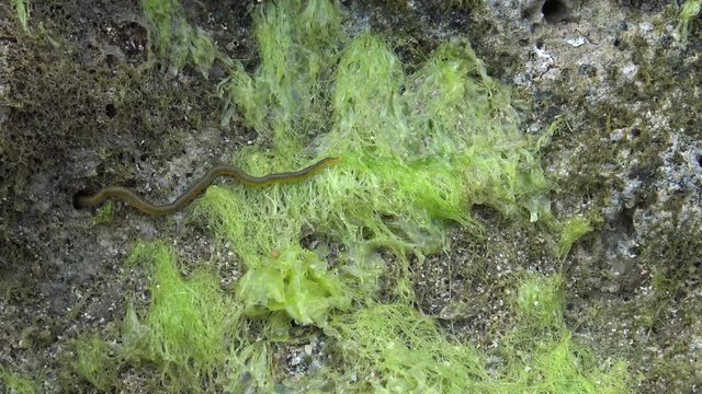 4k, Nereid Worm in the coastline at Pingtung County, Taiwan Kenting National Park Seascape. Nereis latescens is a species of marine segmented worm.-Dan