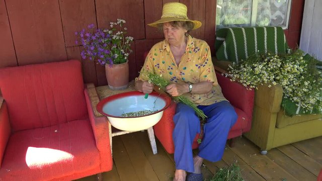 Senior woman pick camomile flower herbs to steel bowl. 4K