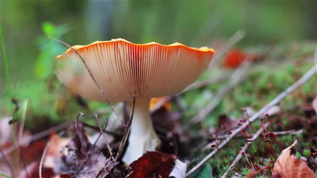 Amanita muscaria (Fly Agaric or Fly Amanita) Poisonous colorful forest mushroom in moss fungus toadstools Bright red mushroom growing macro close-up video of Amanita in nature toxic mushroom fungus 