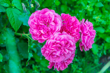 Pink rose flower in summer garden