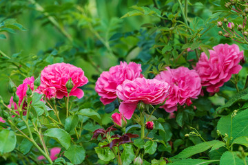 Pink rose flower in summer garden