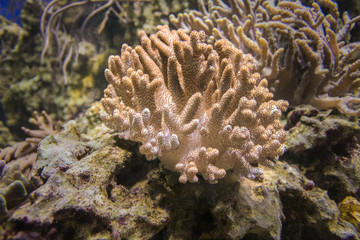Naklejka na ściany i meble Sinularia coral or finger mushroom - soft coral brown.