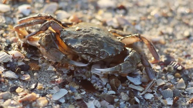 Small crab sitting on the beach, natural habitat. (Macro Video) 