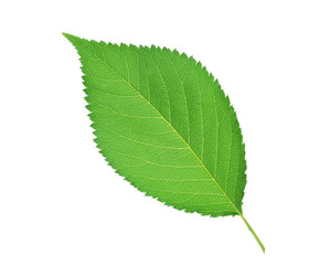 Beautiful green spring leaf isolated on white