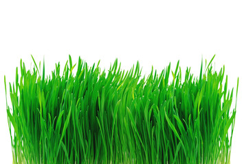 Green grass isolated on white