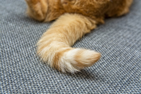 the tail of a red cat 
