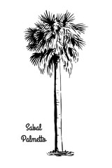 Naklejka premium Vector sketch illustration. Black silhouette of Sabal Palmetto isolated on white background. Cabbage Palm drawing. Tropical flora native to USA, Cuba, Bahamas. Official state tree of Florida and South