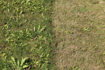 Photo of half mowed dry grass and half uncut grass, garden type with dandelion leaves