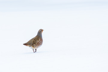 A lonely partridge