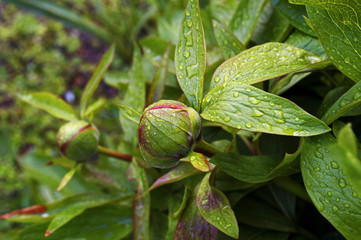 Young peonies bulbs after the rain © Alexandru