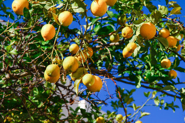 Lemon grow up om lemon tree in garden on farm in front of blue sky