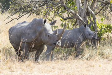 female and cub northern white rhino in the Ugandan bush