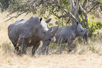 Papier Peint photo Lavable Rhinocéros female and cub northern white rhino in the Ugandan bush