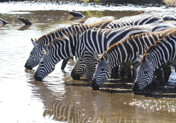 Fototapeta na wymiar Group of Plains zebras at watering near the big river in the ear