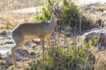 KIRK’S DIK-DIK male standing among the bushes at sunset