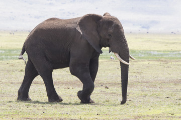 large male African elephant walking on the savanna sunny day