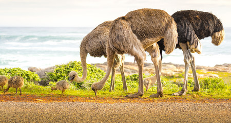 Ostrich Family