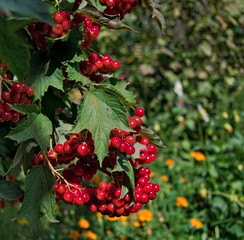 Berries Viburnum close up.