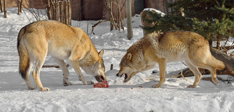 Fototapeta Grey wolves (Canis lupus). Fight for food