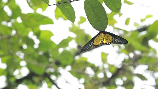 Female Golden Birdwing wildlife in the mountain Taiwan, Troides aeacus is a large butterfly with yellows wings belonging to the Swallowtail Papilionidae family-Dan