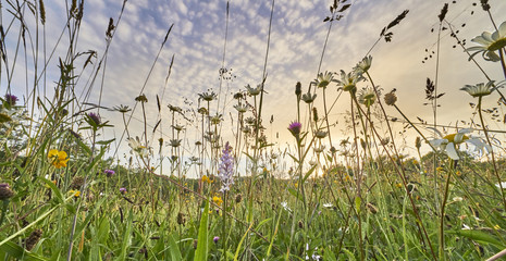 Old wild flower hay meadow in summer, Sussex High Weald