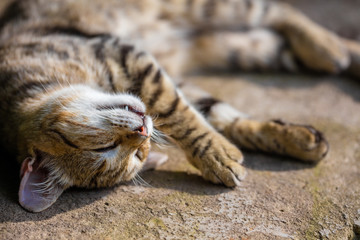 Portrait of a happy sleeping cat