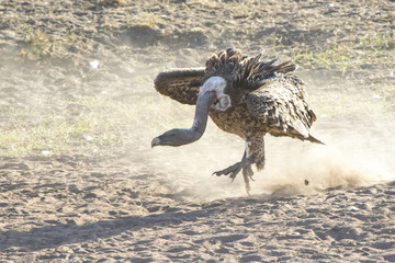 Fototapeta premium Ruppells Griffon Vulture bouncing on the sand by the river in a