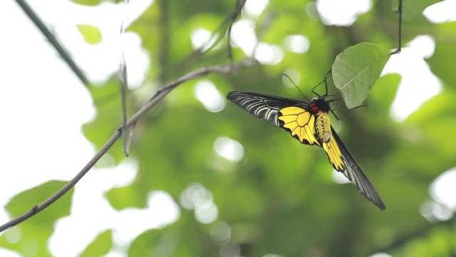 Female Golden Birdwing wildlife in the mountain Taiwan, Troides aeacus is a large butterfly with yellows wings belonging to the Swallowtail Papilionidae family-Dan