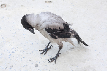 a jackdaw standing on the street and looks at his paws