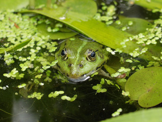 Green Frog