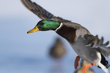 Flying Mallard Duck