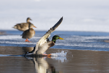 Flying Mallard Duck