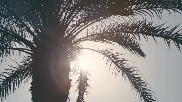 Palm. Close-up of Crohn's palm. The desert heat. Exotic country. Resort. Palm Tree. CU of palm fronds in silhouette swaying in the breeze, against an orange sunset.