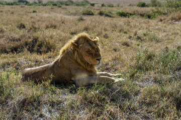 Lion