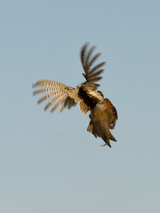 Flying Rooster Pheasant