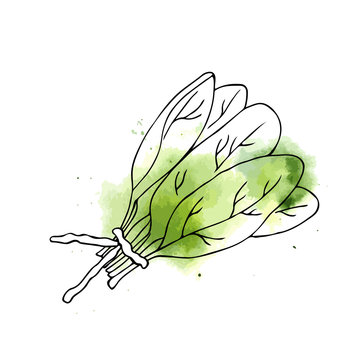 vector color illustration of spinach watercolor sketch