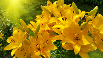 Beautiful bright yellow lily and sunlight