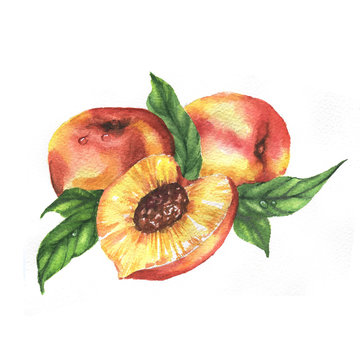 Hand-drawn watercolor illustration of fresh ripe fruits - fresh ripe peaches. Watercolor harvest isolated on the white background