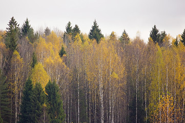 Forest in autumn.